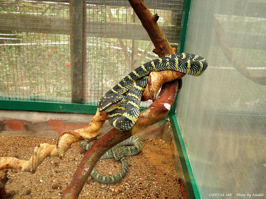 06.01.11.InsectsFarm.Snake.jpg