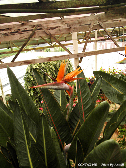 06.01.11.RoseGarden_Phoenix.jpg