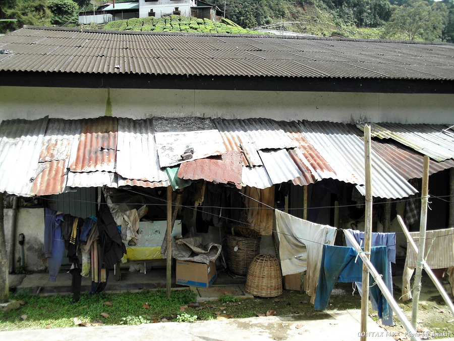 06.01.12.Trekking.TeaTree.Labour.jpg