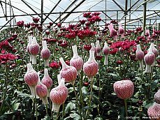 06.01.12.Trekking.FlowerFarm6.jpg
